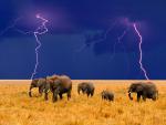 Animals_015