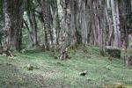tree_104