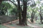 tree_110