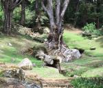 tree_123