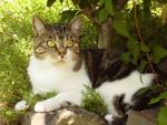 cat_119