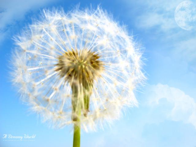 A_Dreamy_World_37th