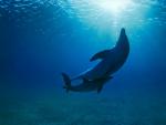ocean-life-254