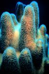 PillarCoral
