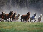 Animals_019