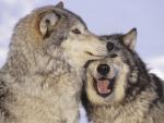 Animals_023