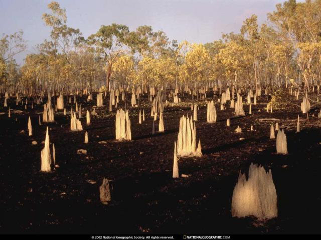 ng1_428