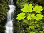 waterfalls_136