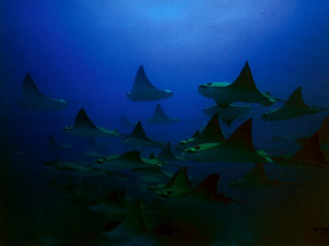 ocean-life-267