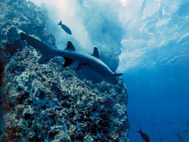 ocean-life-287