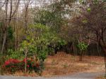 watwaphukaew15