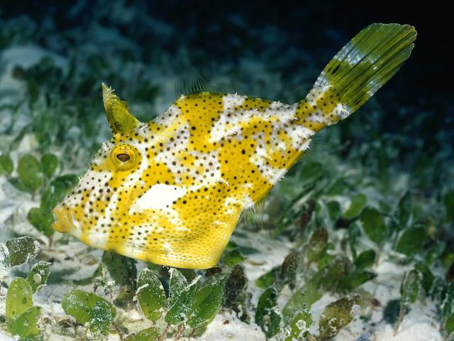 ocean-life-306