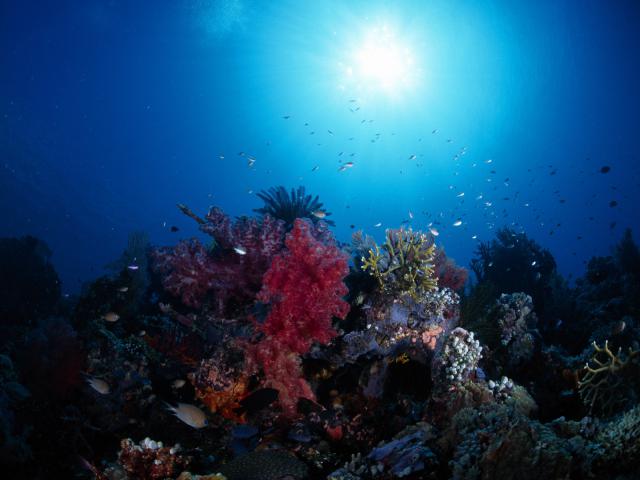 ocean-life-310