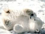 Animals_050