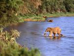 Animals_052