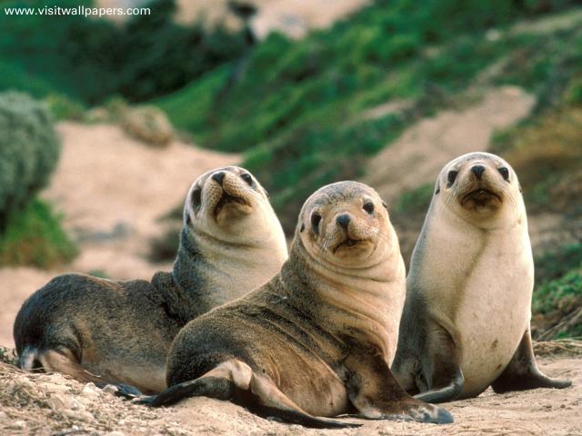 Animals_061