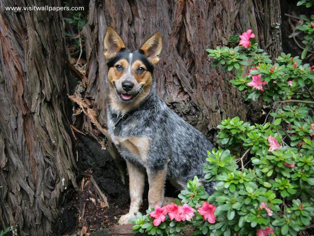Animals_062