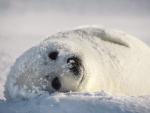 Snow_Bed_Harp_Seal