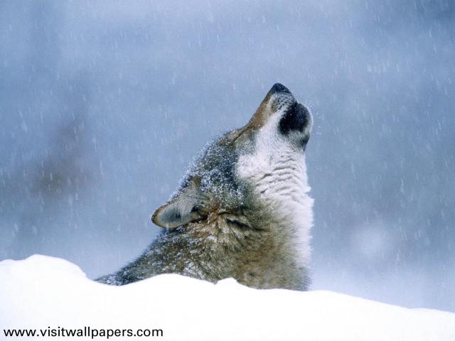 Winter_Howl