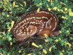 Animals_112