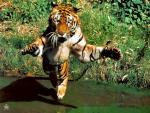 Tiger_13