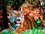 Tiger_14