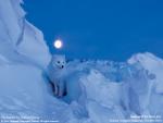 Animals_127