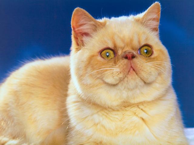 cat_126