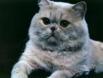 cat_127