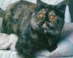 cat_136