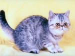 cat_138