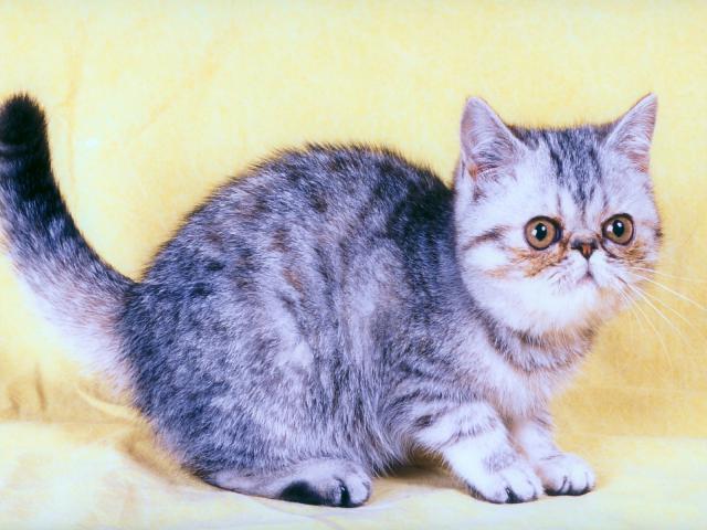 cat_138