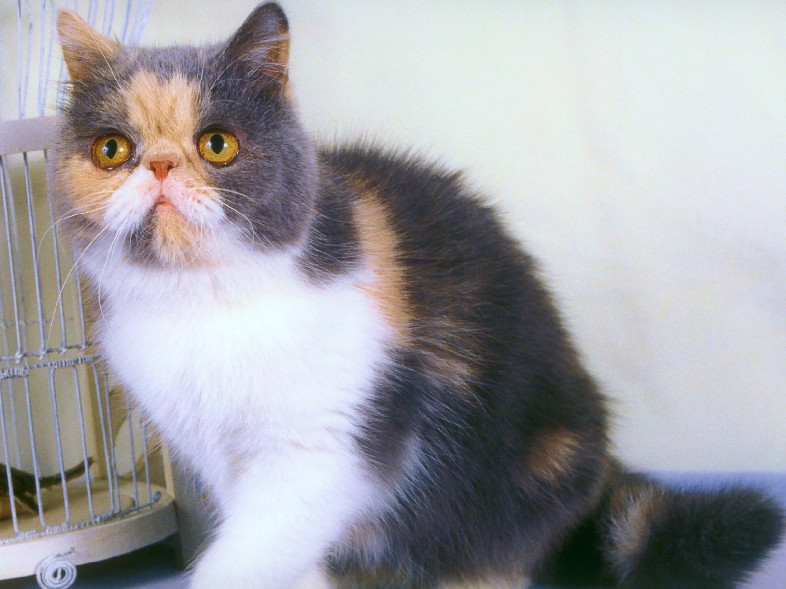 cat_141