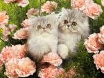 cat_144