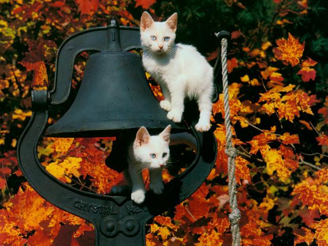 cat_157