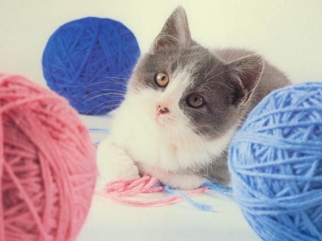 cat_160
