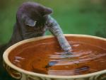 cat_161