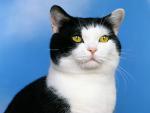 cat_175
