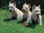 dog_374