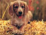 dog_378