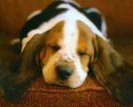 dog_392