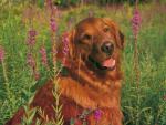 dog_394