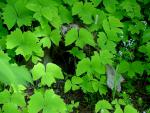 tree_149