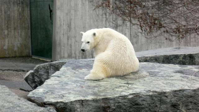 Animals_132
