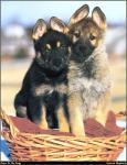 German_Shepherd_03