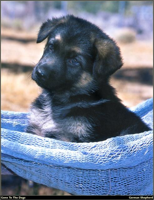 German_Shepherd_04