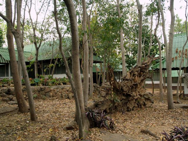 watwaphukaew18