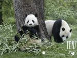 Animals_157
