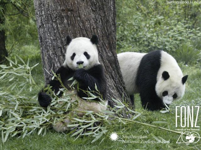 Animals_157