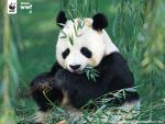 Animals_158